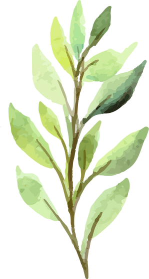 Leaves Watercolor Illustration